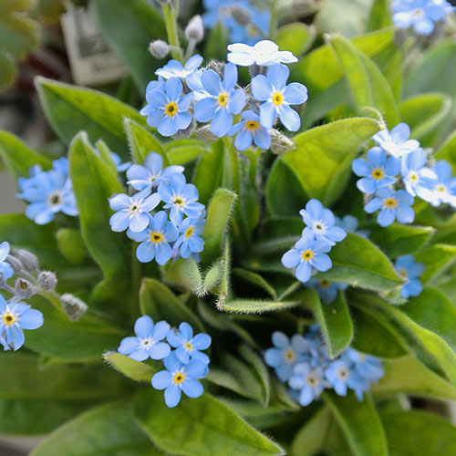 花苗 春 わすれな草 ブルー 1鉢 3～3.5号【お届け中】Myosotis scorpioides Forget me not 一年草 草花 青花 ワスレナグサ 勿忘草 忘れな草 春苗 苗 鉢植え 庭植え 寄せ植え ガーデニング ガーデン 花壇　2024SPR