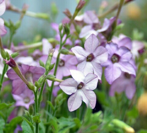 花苗 春苗 ニコチアナ パフュームブルー 1鉢 3～3.5号 【お届け中】 Nicotiana Perfume Blue 夏 夏の花 苗 ガーデニ…