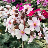  ץ ͥ󥷥 2٤ 1ȭ 33.5ڤϤPrimula praenitens sinensis  ¿ǯ  ȭ  ǥ ǥ˥ š2024SPR ϥåԡǥ