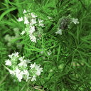 花苗 宿根 夏苗 細葉マウンテンミント 1鉢 3〜3.5号 【お届け中】Pycnanthemum virginianum 多年草 白花 イングリッシュガーデン ...