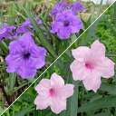 花苗 夏 ルエリア 2種類より選択 1鉢 3~3.5号 【通年販売 お届け中】Ruellia 'Purple shower''Pink shower' 紫花 桃花 多年草 草丈高 イングリッシュガーデン 庭植え 花壇 鉢植え 寄せ植え 苗 ガーデン 苗 ハッピーガーデン