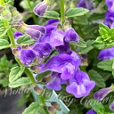 花苗 夏苗 スクテラリア タツナミソウ 1鉢 3.5号【お届け中】Scutellaria 立浪草 多年草 宿根草 青花 夏 花の苗 たつなみそう ガーデン ガー...
