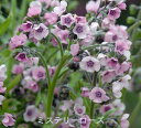 花苗 春苗 シノグロッサム ミステリーローズ 1鉢 3～3.5号【お届け中】Cynoglossum 多年草 春苗 桃花 草丈高 イングリッシュガーデン 庭植え ガーデニング 花壇 春植え【2024SPR】ハッピーガーデン HappyGarden