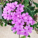 花苗 宿根 広がるバーベナ ラフランス 1鉢 3.5号【お届け中】Verbena spp 宿根草 耐寒性多年草 桃花 花壇 鉢植え コンテナ プランター グランドカバー 這性 ガーデン ガーデニング ハンギング スタンド鉢 夏苗 花の苗 苗 ハッピーガーデン