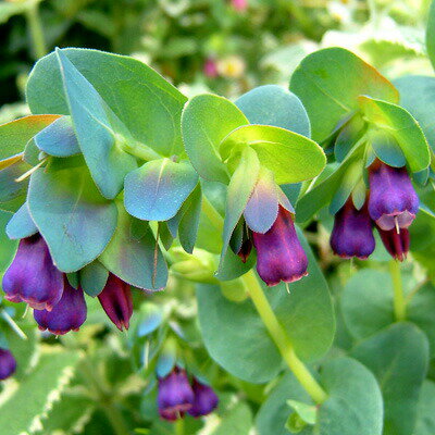 花苗 セリンセ マヨール 選べる2種 3～3.5号 【お届け中】Cerinthe major 草花 一年草 春 苗 春苗 草丈が低中 イングリッシュガーデン 苗 鉢植え 庭植え 寄せ植え ガーデニング【2024SPR】 ハッピーガーデン