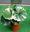和の植物 ツワブキ 浮雲錦 Farfugium 4