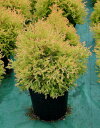 まん丸コニファー！ ラインゴールド Thuja occidentalis Rheingold 7号鉢3年大株