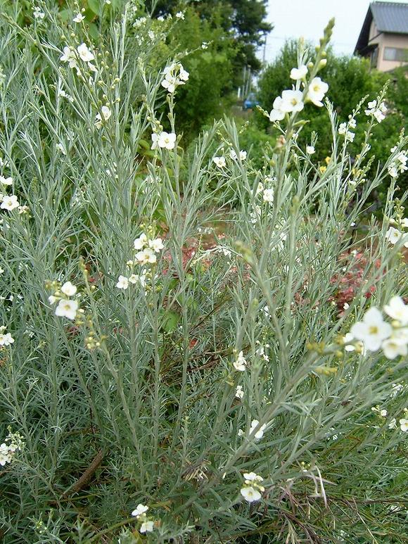 花苗 ゴンフォスティグマ ヴィルガツム 1鉢 3～3.5号  Gomphostigma virgatum 宿根草 多年草 苗 白花 イングリッシュガーデン 鉢植え 庭植え ガーデニング カラーリーフ シルバーリーフ 夏に強い 春 夏 秋冬 ハッピーガーデン