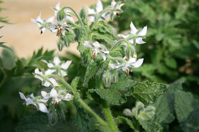 花苗 春 ボリジ オフィキナリス ホワイト1鉢 3～3.5号【お届け中】Borago officinalis alba 春 苗 花 白花 多年草 イングリッシュガーデン 苗 鉢植え 庭植え ガーデニング 花壇 ハッピーガーデン 2024SPR