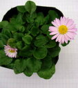 花苗 アルムの空 原種デイジー1鉢3～3.5号【お届け中】Bellis perennis デージー 多年草 ガーデニング 庭植え 草丈が…