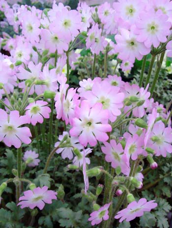 花苗 春 雲南桜草 1鉢 3〜3.5号【お届け11月上旬〜秋苗先行予約】Primula filchnerae 多年草 ウンナン桜草 ウンナンサクラソウ【2022AKI】