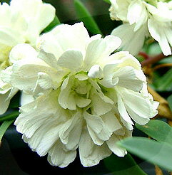 シレネ スワンレイク 1鉢3.5号 Silene maritima Swan Lake 花苗 ガーデニング 花 苗 イングリッシュガーデン ガーデン 花壇 鉢植え 寄せ植え 春 八重咲き 耐寒性 多年草 ハッピーガーデンのサムネイル