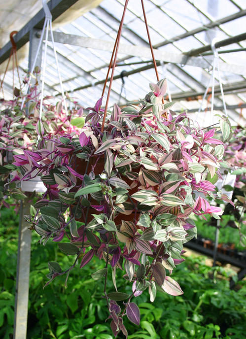 楽天市場 トラディスカンチア トリカラー 6号 お取り寄せ 地域限定送料無料 Tradescantia ハンギング 観葉植物 鉢 吊り下げ おしゃれ インテリア トラディスカンティア トラジスカンティア トラデスカンチア カラーリーフ ハッピーガーデン みんなのレビュー 口コミ