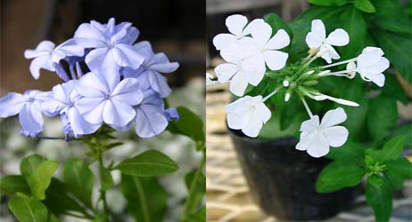 【花苗】ルリマツリ プルンバゴ 選べる青花＆白花 1鉢【お届け中】 plumbago auriculata 苗 苗物 花苗 秋 季節の花苗 ガーデニング 寄せ植え 耐暑性