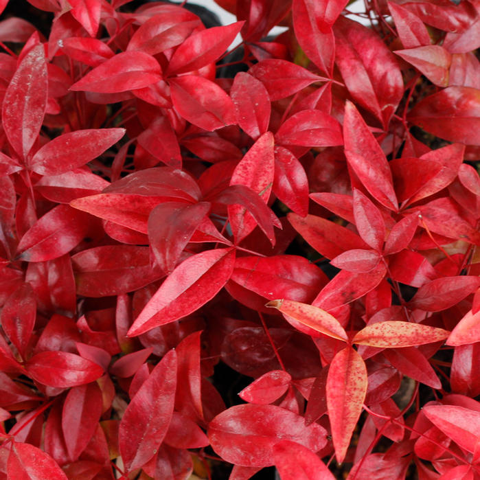 お多福南天 3号鉢 お正月 苗 寄せ植え 寄植え 花壇 縁かつぎ 縁起物