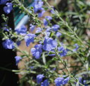 花苗 サルビアアズレア 1鉢 3～3.5号【お届け中】Salvia Azuream 苗 花苗 春 宿根草 青花 苗 イングリッシュガーデン…