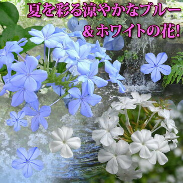 【花苗】ルリマツリ プルンバゴ 選べる青花＆白花 1鉢【お届け中】 plumbago auriculata 苗 苗物 花苗 秋 季節の花苗 ガーデニング 寄せ植え 耐暑性