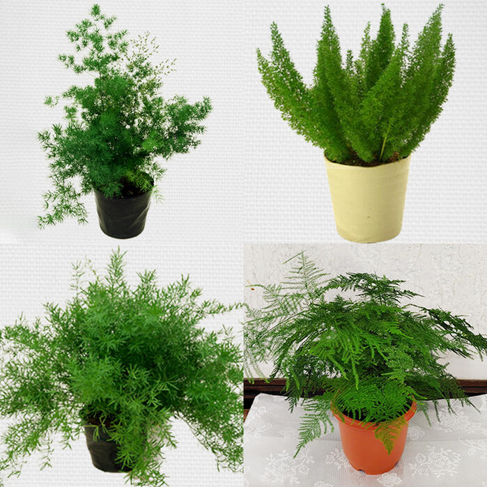 観葉植物 観賞用 アスパラガス 4種