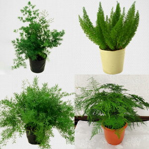 苗 観葉植物 アスパラガス 選べる4種選べる【お取り寄せ商品 地域限定送料無料 通年販売】 Asparagus densiflorus Myers 観葉植物 鉢 多年草 花壇 寄せ植え ・メイリー・ミリオクラダス ・スプレンゲリー ハッピーガーデン