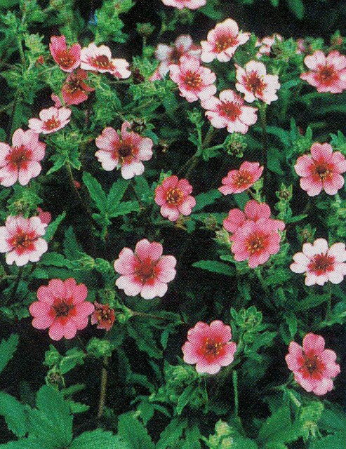 花苗 ポテンティラ ネパレンシス ショグラン 1鉢 3.5号 【お届け中】 Potentilla nepalensis 宿根草 秋 冬 春 苗 イングリッシュガーデン 苗 鉢植え 庭植え ガーデニング 花壇 ハッピーガーデン【2023AKI】