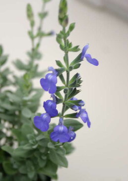 【花苗】ジャーマンダー セージ 1鉢3.5号【お届け中】 Salvia chamaedryoides 多年草 夏 苗 青花 花の苗 寄せ植え 庭植え 鉢植え 花壇 ガーデニング カラーリーフ