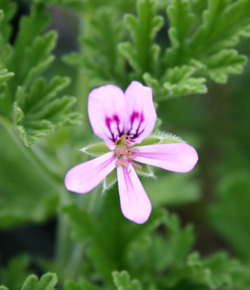 ローズ ゼラニューム1鉢 Pelargonium graveolens