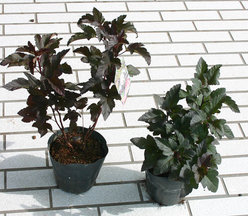 紅葉テマリ ディアボロ 5号 Physocarpus opulifolius ‘Diablo’
