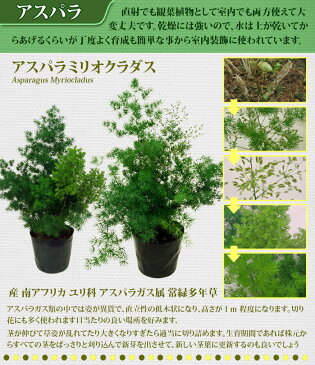 アスパラガス 3種よりセレクト 5号【お取り寄せ商品】 Asparagus densiflorus Myers【観葉植物 鉢 多年草】【花壇 寄せ植え】・メイリー・ミリオクラダス ・スプレンゲリー