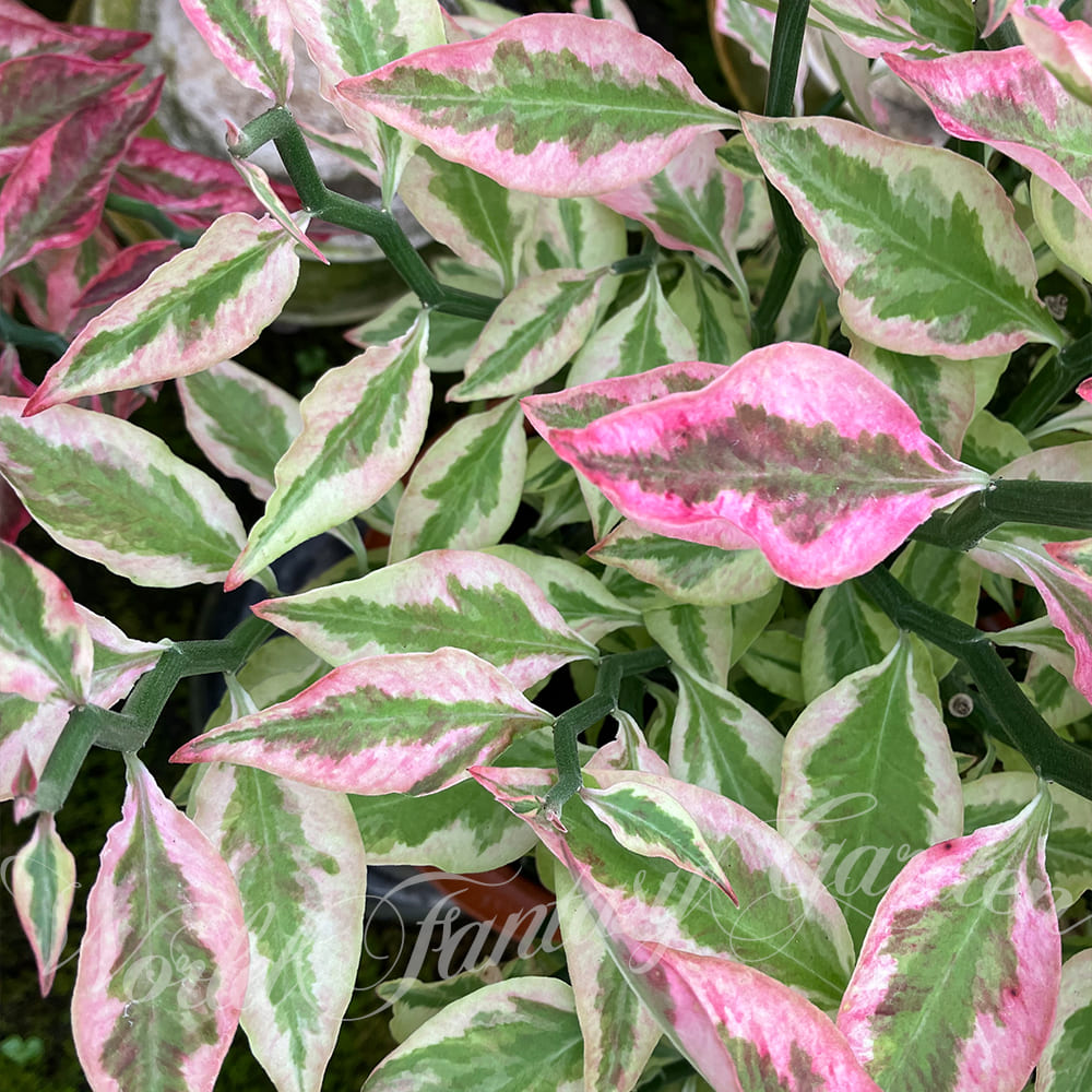 秋 ギフト 観葉植物 プレゼント 大銀竜 ペティランサス 6号 鉢植え【お取り寄せ 地域限定 送料無料】Pe..