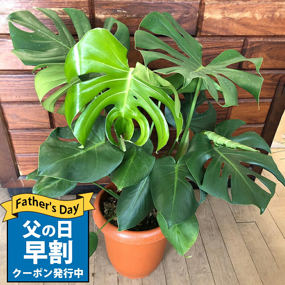 モンステラ 父の日 早割 ギフト 花 観葉植物 鉢植え プレゼント モンステラ 8号 Monstera【お届け中 地域限定送料無料】鉢植え おしゃれ お祝い 誕生日 フラワーギフト 新築祝い 引っ越し祝い インテリア 開店祝い 開業祝い 結婚祝い ハッピーガーデン