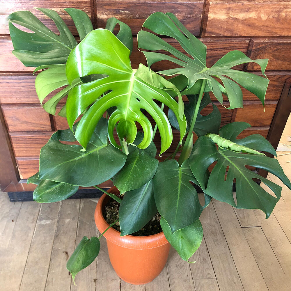 観葉植物 鉢植え プレゼント モンステラ 8号 Monstera【お届け中 地域限定送料無料】鉢植え おしゃれ お祝い 誕生日 フラワーギフト 新..