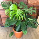 ハッピーガーデン 花の鉢植え 観葉植物 鉢植え プレゼント モンステラ 8号 Monstera【お届け中 地域限定送料無料】鉢植え おしゃれ お祝い 誕生日 フラワーギフト 新築祝い 引っ越し祝い インテリア 開店祝い 開業祝い 結婚祝い ハッピーガーデン