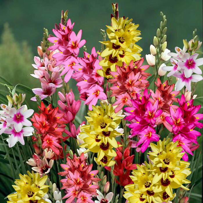 植えっぱなしOK球根イキシアファイ...