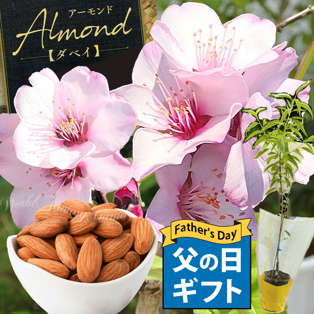 父の日 ギフト プレゼント 果樹 アーモンドの木 サイズを選べるAlmond Prunus dulcis 接ぎ木 60代 70代 父の日 義母 義父 男性 父 お父さん おじいちゃん 祖父 2024fd