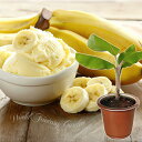 果樹 苗 アイスクリームバナナ 選べるサイズ 4.5号~7号【お届け中 地域限定送料無料】Ice cream banana 果樹鉢 果樹の苗物 鉢植え 氷菓芭蕉 春 夏 ハッピーガーデン