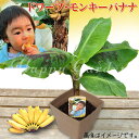 夏 ギフト 果樹 プレゼント ドワーフ モンキーバナナ 矮性 8号1鉢 鉢植え 果物【お届け中 地域限定送料無料 ラッピング無料&メッセージカード無料】Musaceae Musa 誕生日 鉢 父 義父 祖父 植物 花 果樹 ハッピーガーデン サマーギフト お中元 夏のギフト【0702c200】