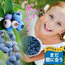 まだ間に合う 父の日 お花 ギフト 果樹 プレゼント 実付きブルーベリー トレリス仕立てミニバケツ付き 2種2本植え 5号 鉢植え【即納 地域限定送料無料】花 ...