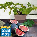 父の日 プレゼント 果樹 ギフト \日本に唯一/一文字仕立て イチジク コンテナ植え 鉢植え【父の日期間6月10日〜6月15日 地域限定送料無料】収穫 いちじく...