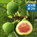 父の日 プレゼント 果樹 ギフト 珍しい イチジク 果樹 選べる3種 6〜7号 鉢植え【父の日期間6月10日〜6月15日 地域限定送料無料】白イチジク ホワイト...