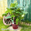 果樹 ぶどう 苗木 選べる2種 1鉢 6号 鉢植え 実なしでお届け【お届け中 地域限定送料無料】Vitis ブドウ フルーツ 葡萄 果物 日除け 産地 花 植物 鉢植え kr2025