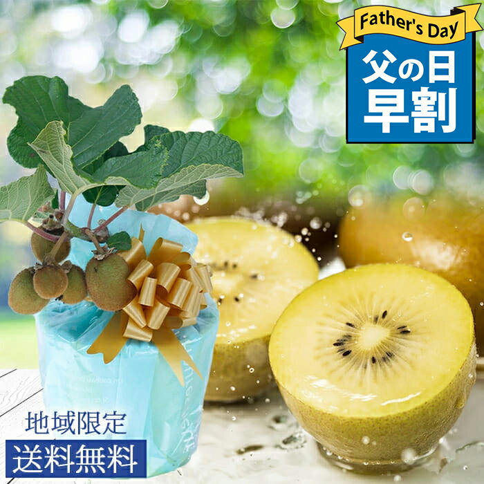 果樹 プレゼント 鉢植え 実のなる木 実付きゴールドキウイ フルーツ 木 5号 1鉢【即納 地域限定送料無料】果物 誕生日 プレゼント 夏苗 父 祖父 お祝い 贈り物 果樹苗 縁起物 記念樹 花 お中元 夏 2022fdのサムネイル