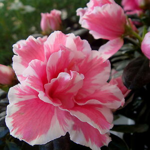 花木 低木 花 アザレア ニコレット 花なし 大株 5号【お届け中】Azalea シュラブ 庭木 花木 低木 桃花 庭植え 花壇 鉢植え ハッピーガーデン