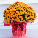 ガーデンマム菊 選べる花色 6鉢 花 鉢植え ギフト 菊 鉢花 プレゼント 祖母 おばあちゃん 誕生日