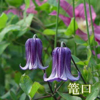 母の日 花鉢 ギフトクレマチス ローグチ 篭口 5号 鉢植え【母の日先行予約お届け5/7～12日 地域限定送料無料】Clematis Rouguchi プレゼント 鉢花 多年草 宿根草 青花 つる性 クライミング 青花 ロウグチ 籠口 ベル型 2024mom