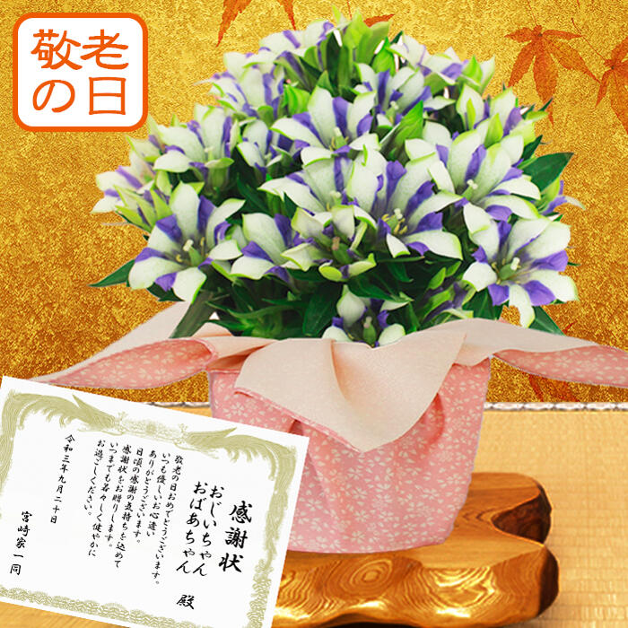 敬老の日 りんどうの花のおすすめギフト 鉢植えや花で祖父母に感謝を伝えるプレゼントランキング 予算10 000円以内 Ocruyo オクルヨ