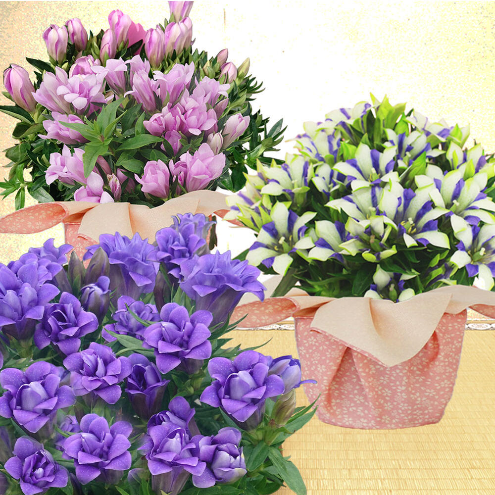 敬老の日 ギフト 花 りんどう 選べる種類 鉢植え【敬老の日期間9月11日〜9月16日 地域限定送料無料 感謝状付き】Gentiana ギフト フラワーギフト 贈り物 贈答品 祖母 おばあちゃん リンドウ 竜胆 80代 孫から 2024krのサムネイル