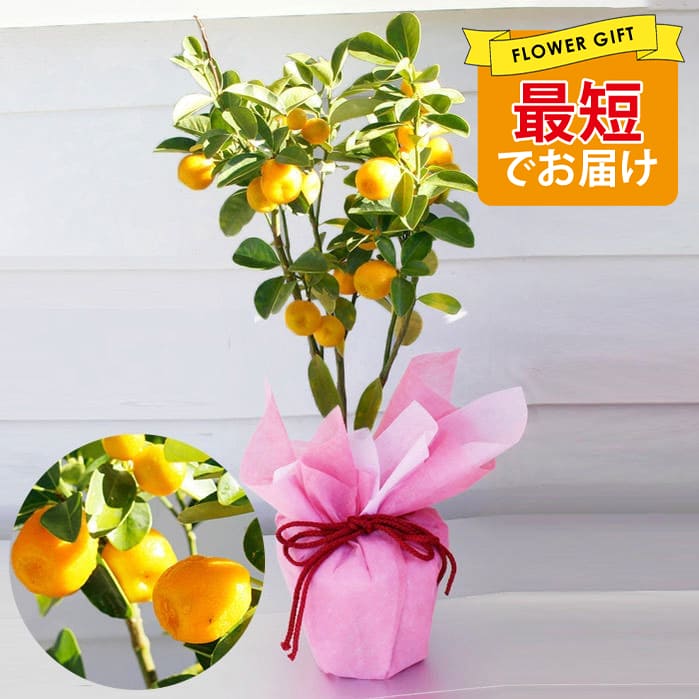 ＼あす楽対応中／ 最短発送 秋の贈り物 プレゼント 果樹 ギフト ＼実付き／ 大実金柑 福寿 1鉢5号【即納 地域限定送料無料】キンカン 金柑 きんかん 実のなる木 縁起物 食用 祖母 祖父 おばあさん 贈り物 実 おじいさん 果物 収穫 2023krのサムネイル