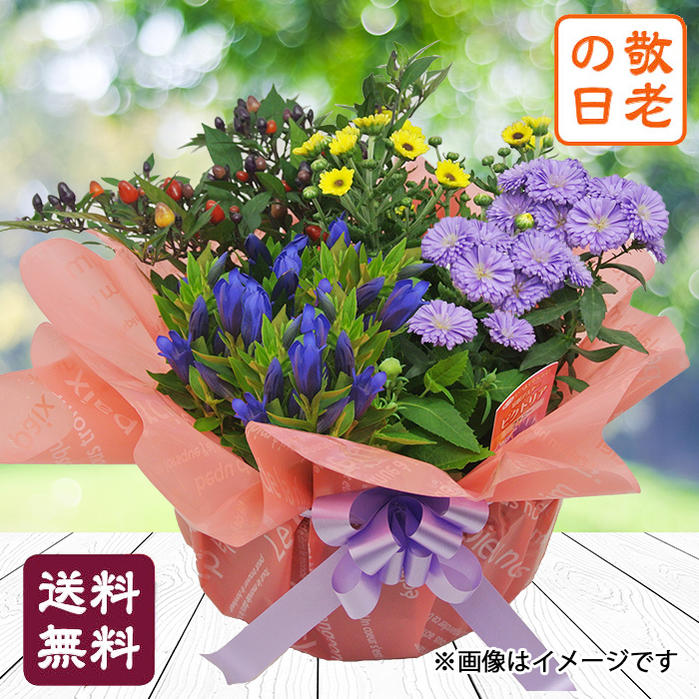 喜寿に贈る花の鉢植えプレゼントのおすすめを教えてください