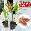 \1000円ポッキリ/ 植えっぱなし 宿根草 野菜 夏の香味 ミョウガ 茗荷 苗 4号 2芽以上 野菜苗 冬季地上部なし【お届け中】みょうが 家庭菜園 山菜 山...