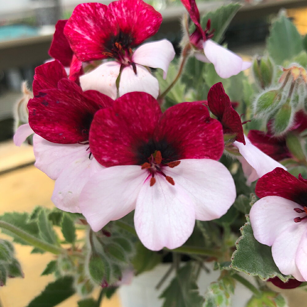 パンジー ゼラニュウム ペラルゴニウム1鉢3.5号 Pelargonium シルバーリーフ ニュアンスカラー 鉢植え イングリッシュガーデン